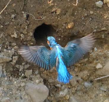 巣に入るカワセミ