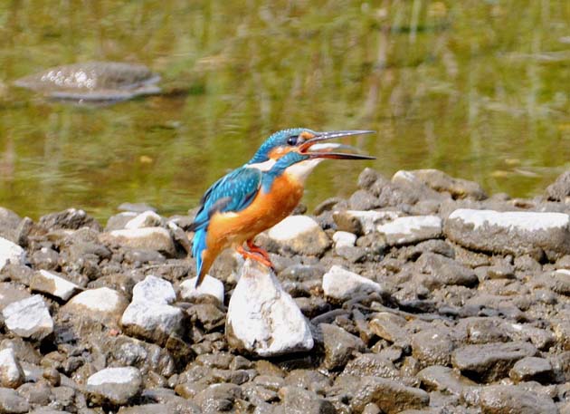 魚を食べるカワセミ