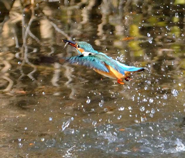 魚を捕まえたカワセミ