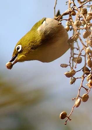 木の実をついばむメジロ