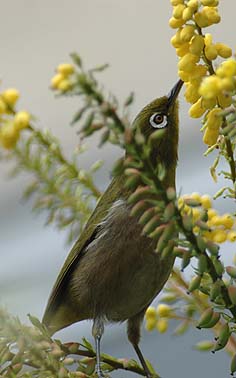 ヒイラギナンテンの蜜を吸うメジロ
