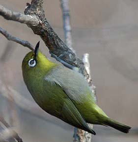 小さなむしを探すメジロ