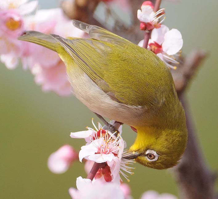 ウメの花の蜜を吸うメジロ…1