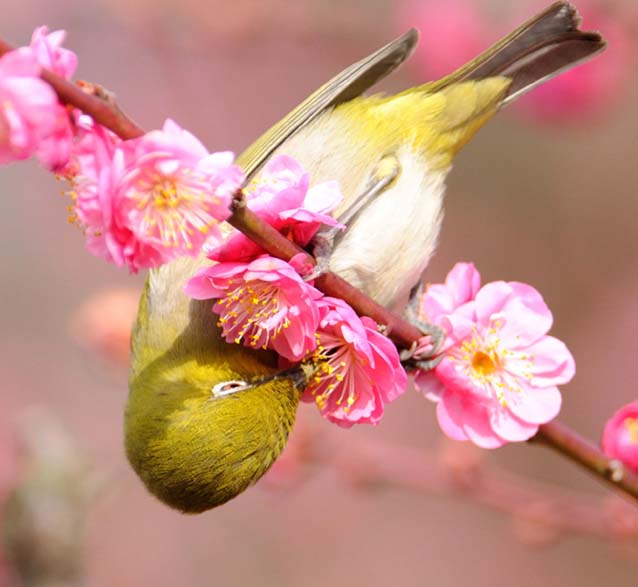 ウメの花の蜜を吸うメジロ…2