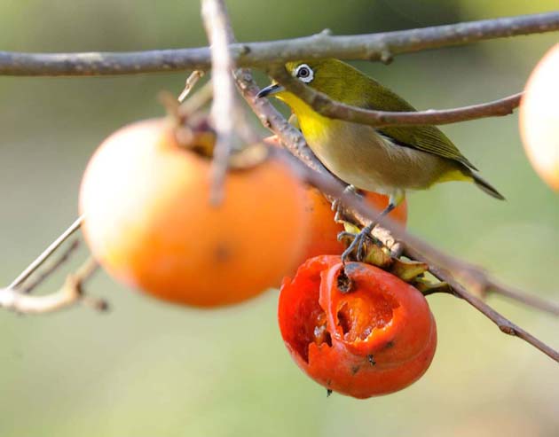 柿の実を食べるメジロ