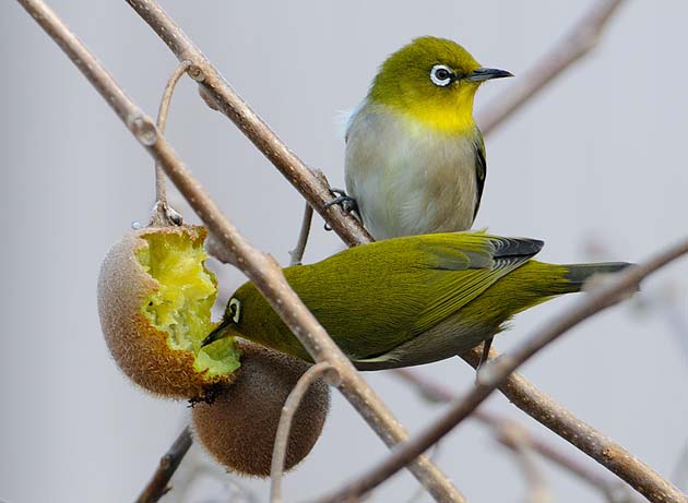 キウイフルーツを食べるメジロ