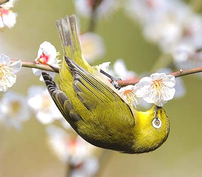 「梅とメジロの写真集」へ