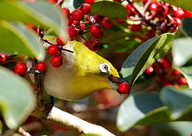 赤い実を食べるメジロ