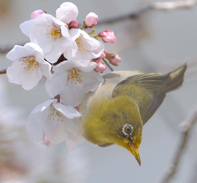 ソメイヨシノに吸蜜にきたメジロ