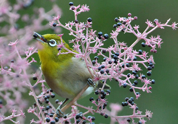 タラの実を食べるメジロ