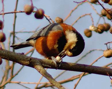 ヤマガラの写真
