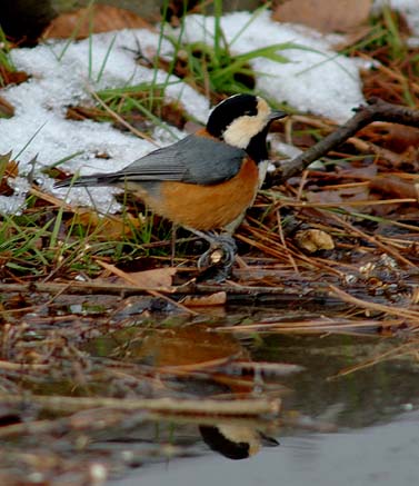 水にうつる姿を見るヤマガラ
