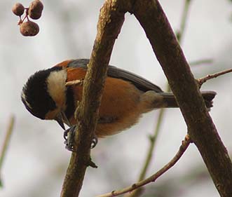 木の実をついばむヤマガラ