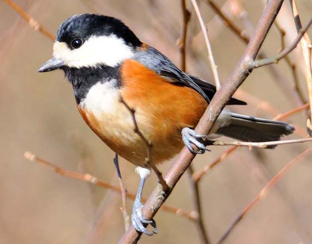 植木畑に来たヤマガラ