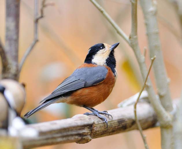 カメラにまでとまりにきたヤマガラ
