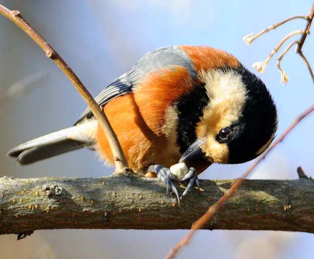 ナンキンハゼの実を食べるヤマガラ