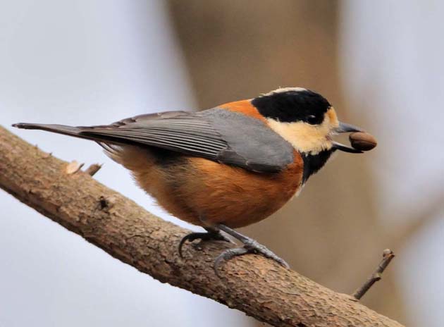 木の実をくわえたヤマガラ