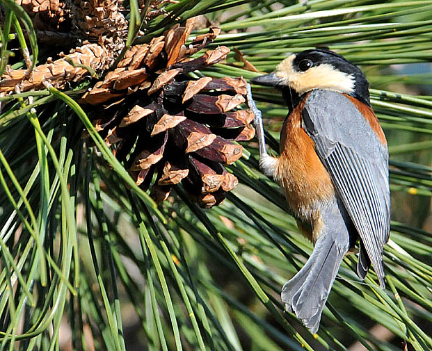 松ぼっくり好きのヤマガラ