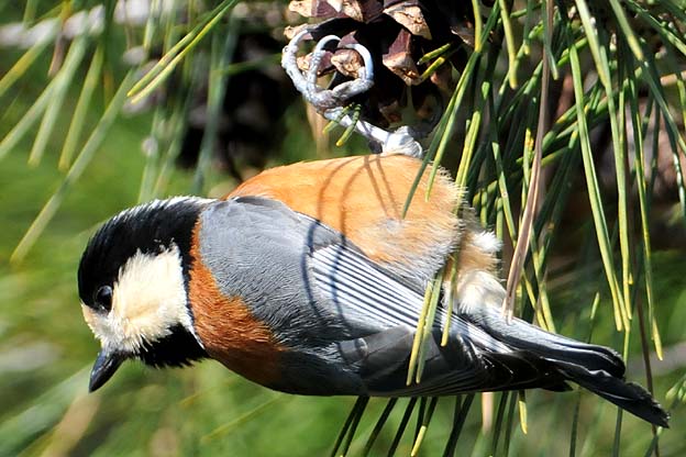 松ぽっくりに来たヤマガラ