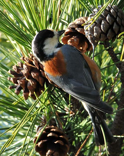 松ぽっくりに来たヤマガラ