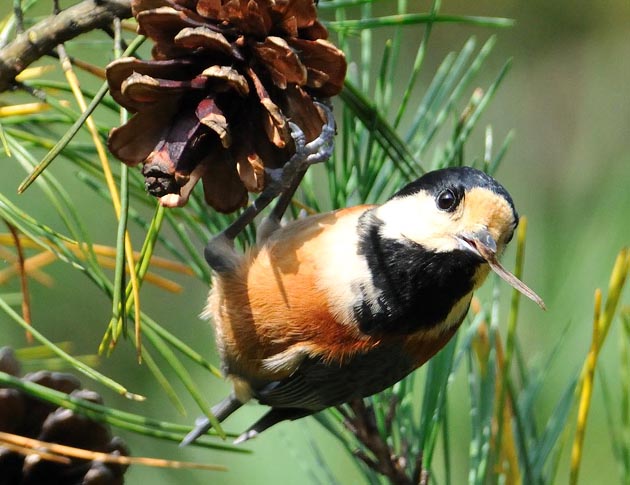 マツの実を取り出したヤマガラ