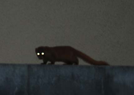 わたしはだれでしょう…？