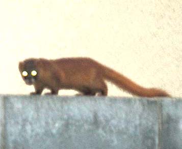 チョウセンイタチ