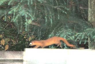 壁の上を走るチョウセンイタチ