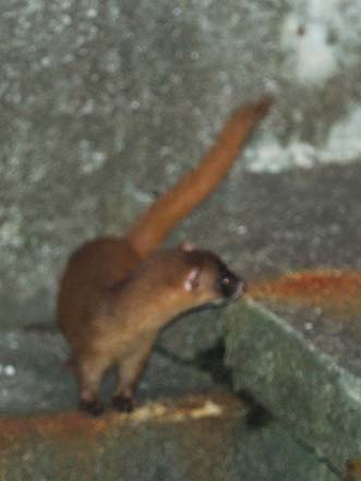 不安げなチョウセンイタチ