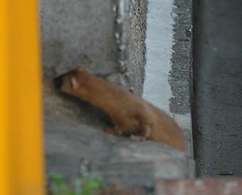 姿を見せたチョウセンイタチ
