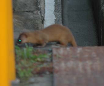 出てきたチョウセンイタチ