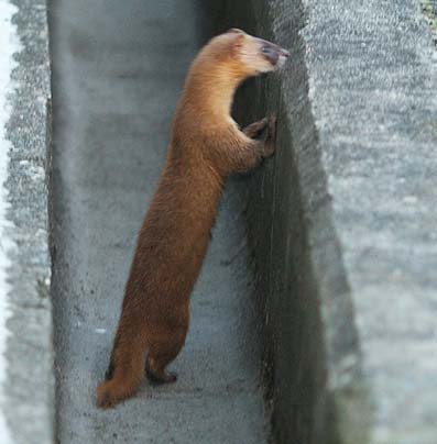 立ち上がったチョウセンイタチのおす