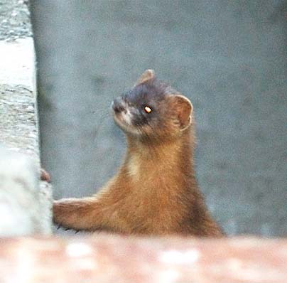 チョウセンイタチめすの顔