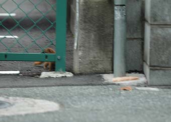 餌に来たイタチ