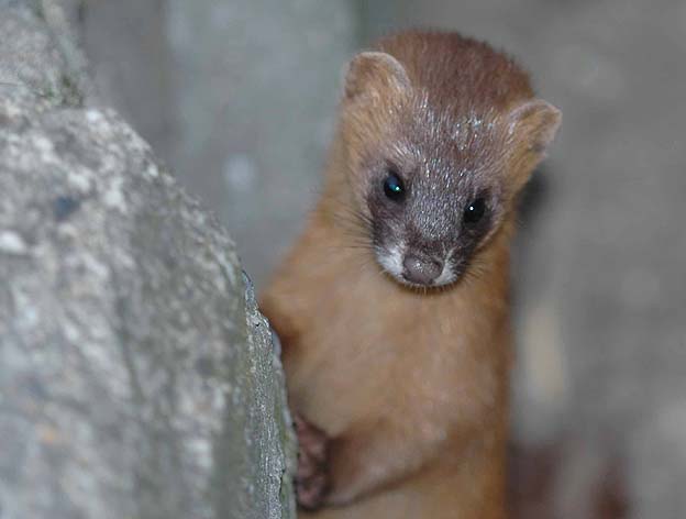 出てきたチョウセンイタチのめす