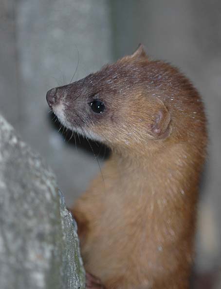 餌を探すチョウセンイタチのめす