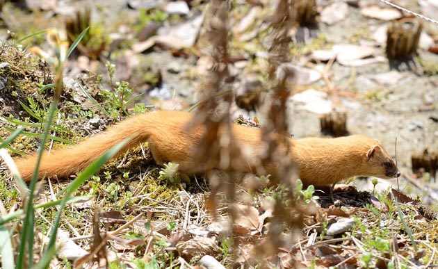 獲物を探すイタチ