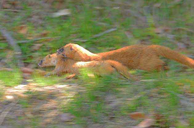 子どもを運ぶチョウセンイタチ