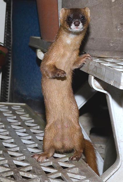 乳首が見えるチョウセンイタチのメス