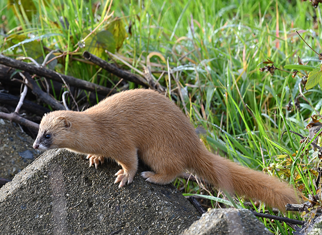 河川敷にいたチョウセンイタチのページへ