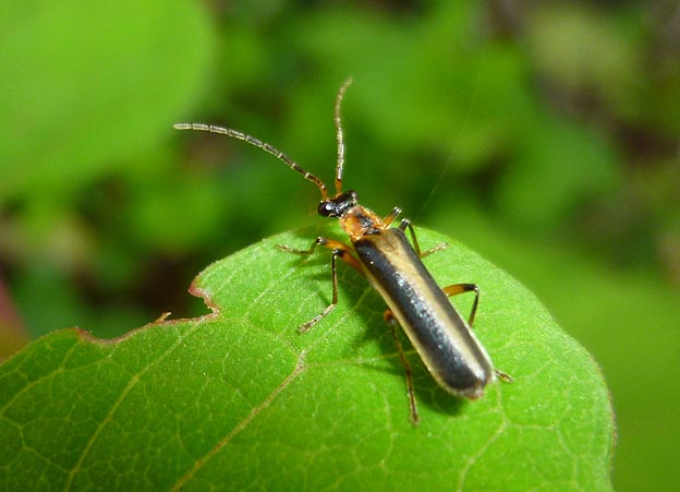 ジョウカイボンのなかま