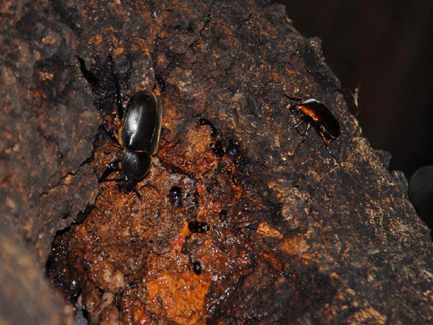 樹液に来たカブトムシ