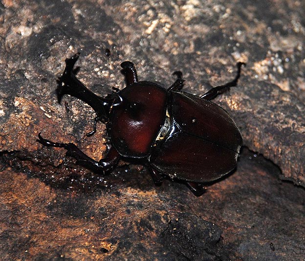 カブトムシのオスの写真