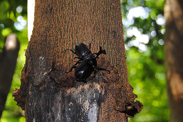 オスとメスで樹液を吸うカブトムシ