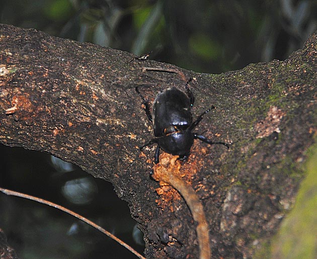 8月20日のカブトムシのメス