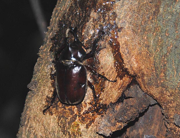 小さ目のカブトムシのオス