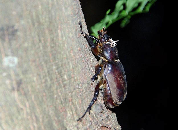 木にとまるカブトムシのメス
