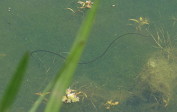 ため池の中を泳ぐハリガネムシ