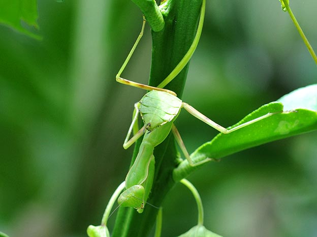 ハラビロカマキリ幼虫の写真