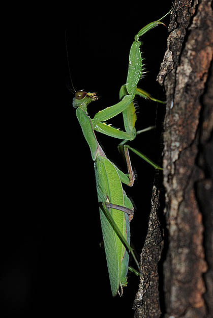 クヌギにとまるハラビロカマキリ